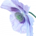 خشخاش  آبی Blue Poppy